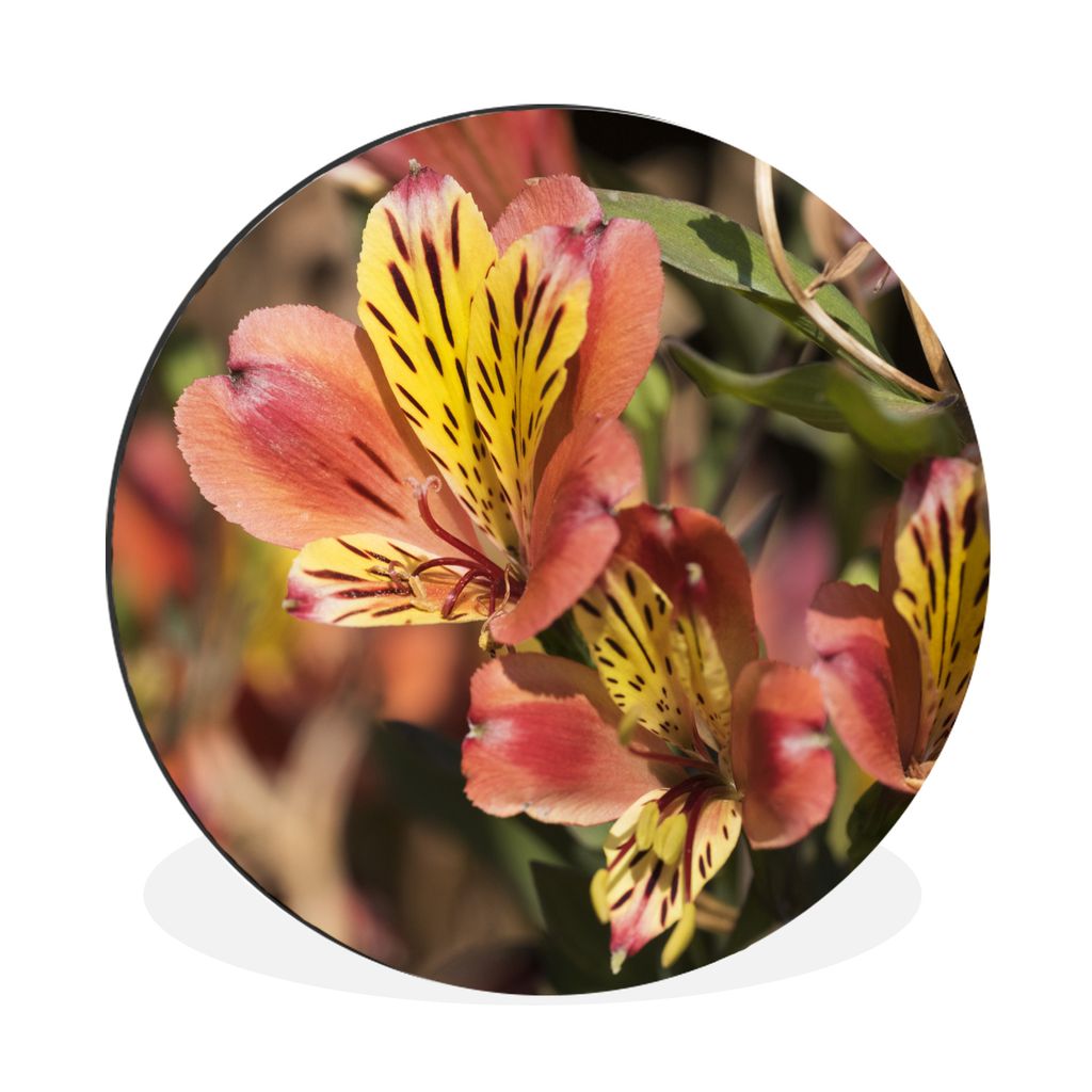 MuchoWow Aluminium Wandkreis Alstroemeria in der Variante 'Indian Summer Ø 90 cm Wanddeko Modern Wohnzimmer - Mauerkreis - Wandbilder - Runde Bi...