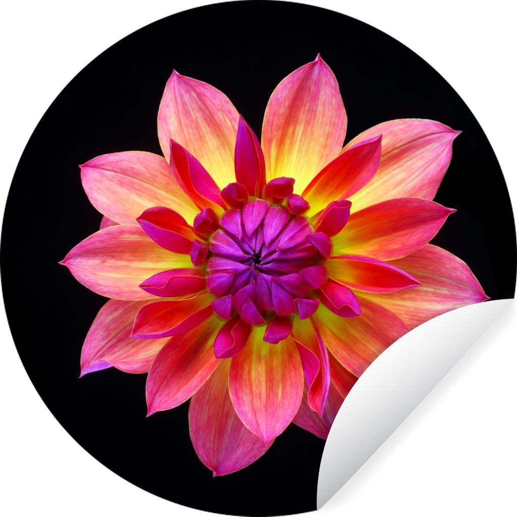 MuchoWow Runde Wandtattoo - Wandsticker Tapete Aufkleber Eine Nahaufnahme der mehrfarbigen Dahlienblüte auf schwarzem Hintergrund Ø 80 cm Selbs...