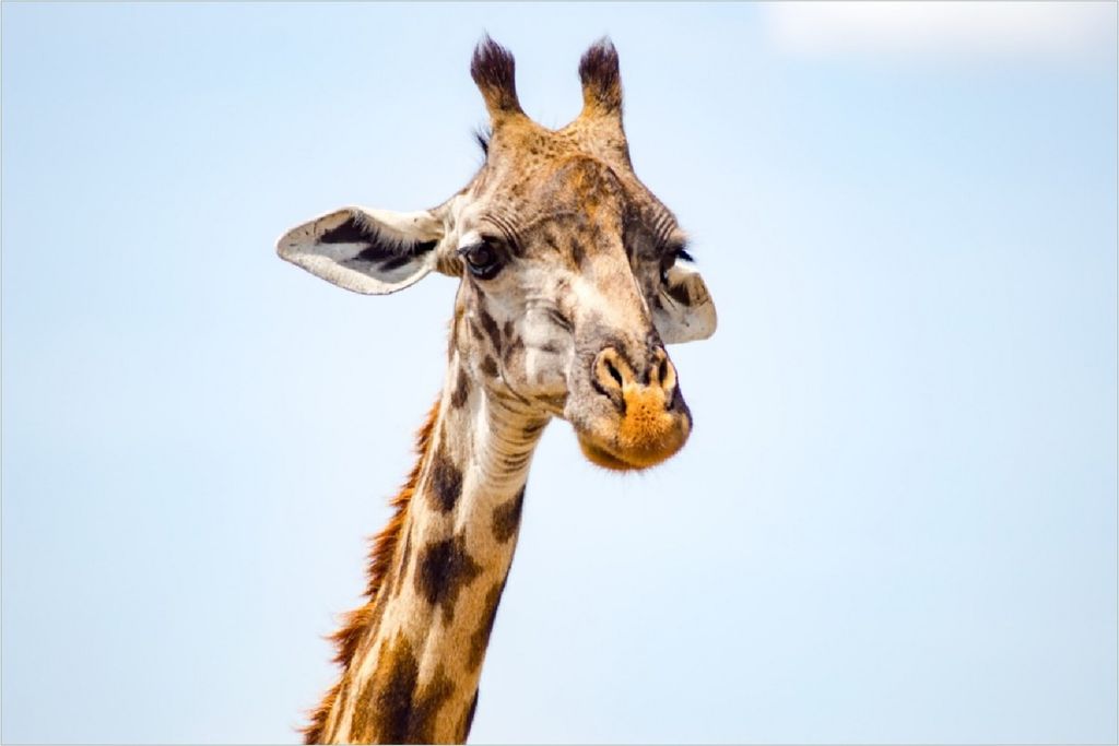 Wallario Poster - Nahaufnahme einer Giraffe, Kunstdruck Größe: 61 x 91,50 cm