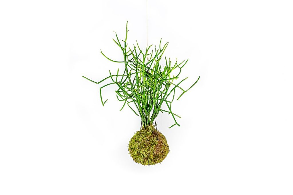 Gardners Kokedama Euphorbia tirucalli (L) Obrázek produktu 