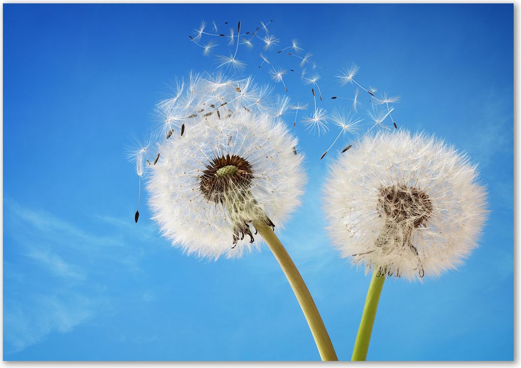 Tulup Leinwandbild - 100x70 cm - Wandkunst - Drucke auf Leinwand - Leinwanddruck - Blumen & Pflanzen - Blau - Pusteblumen