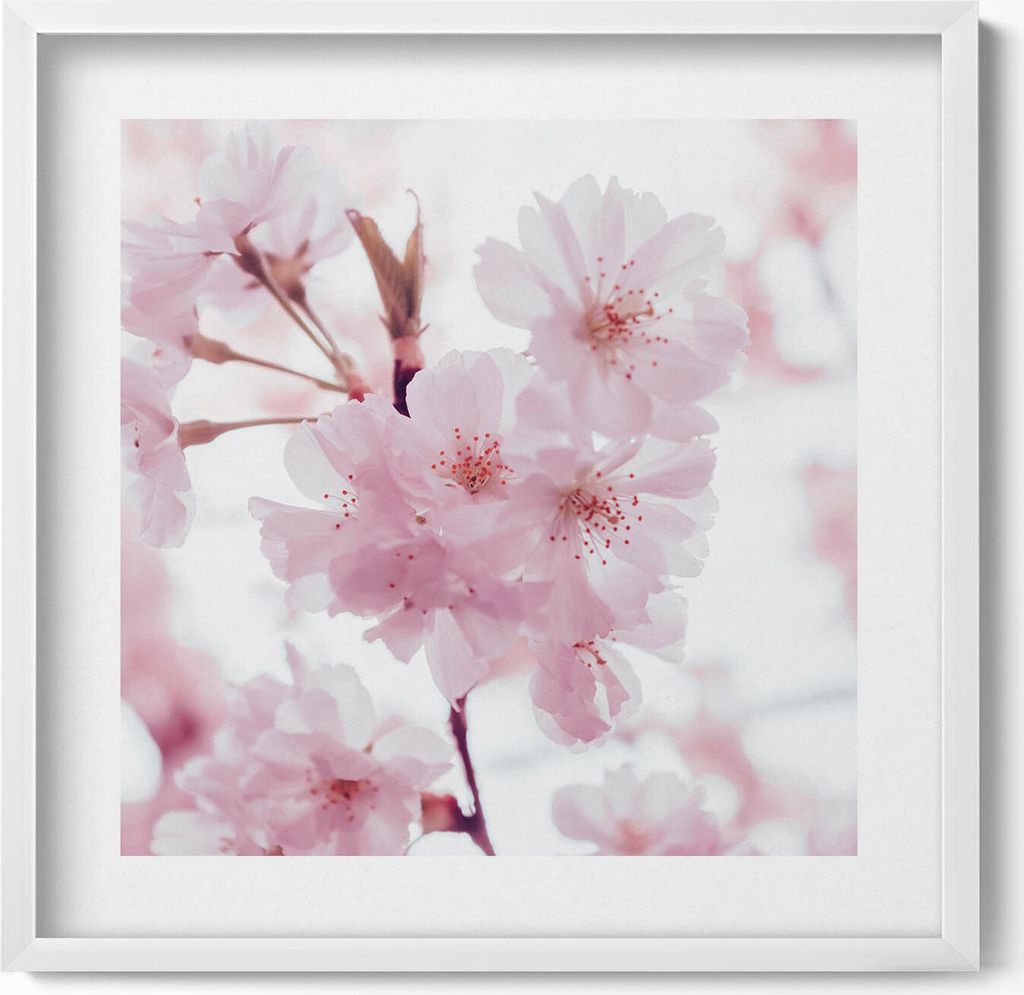Zarte blassrosa Blumen– Wandbild mit Rahmen – Gerahmtes Bild – Wanddekoration – 50x50 cm – Weiß Rahmen