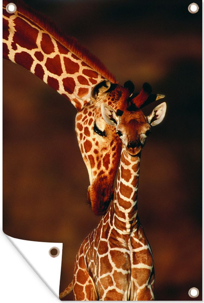 MuchoWow 80x120 cm Outdoor-Poster Gartendeko Sichtschutz Garten Poster für den Garten Giraffe - Kalb - Porträt