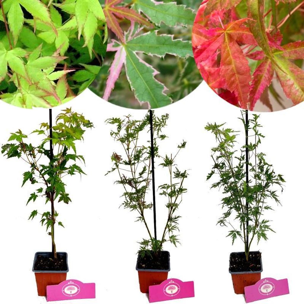 Sada 3 kusů Acer palmatum – kompaktní javory – Obrázek produktu 