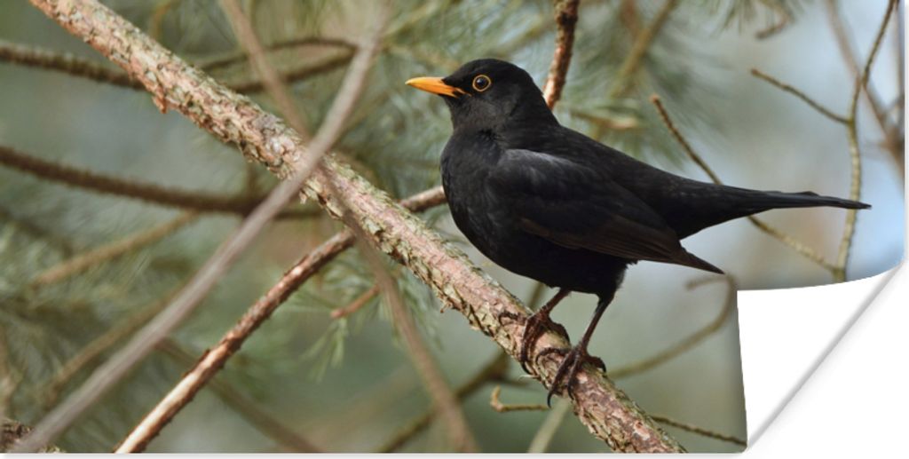 MuchoWow Poster Vogel - Amsel - Zweige - Tiere 150x75 cm - ohne Rahmen