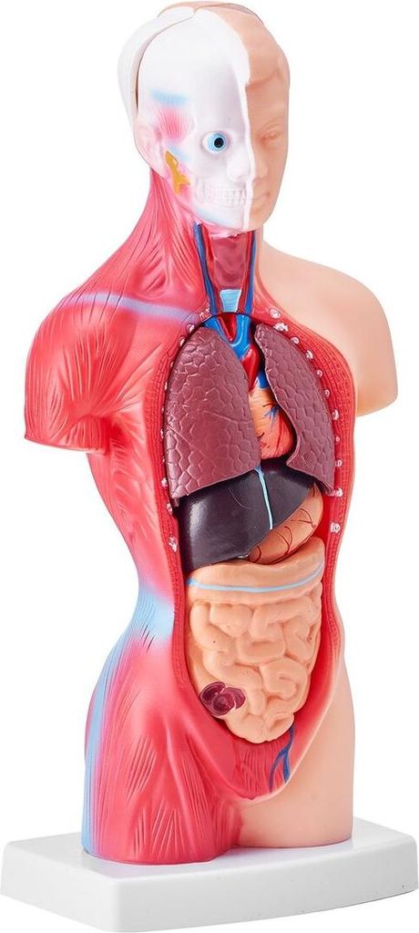 Human Body Model, 15 Parts 11 inch, Human Torso Anatomy Model Anatomical Skeleton Model with Removable Organs, Educational Teaching Tool for Studen...