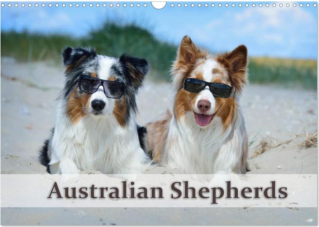 Wunderbare Australian Shepherds (Wandkalender 2026 DIN A3 quer), CALVENDO Monatskalender