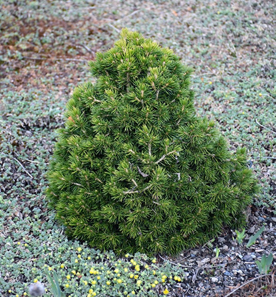Zapfen-Fichte 'TOMPA' 15-20 cm, Cont. 2,5 l