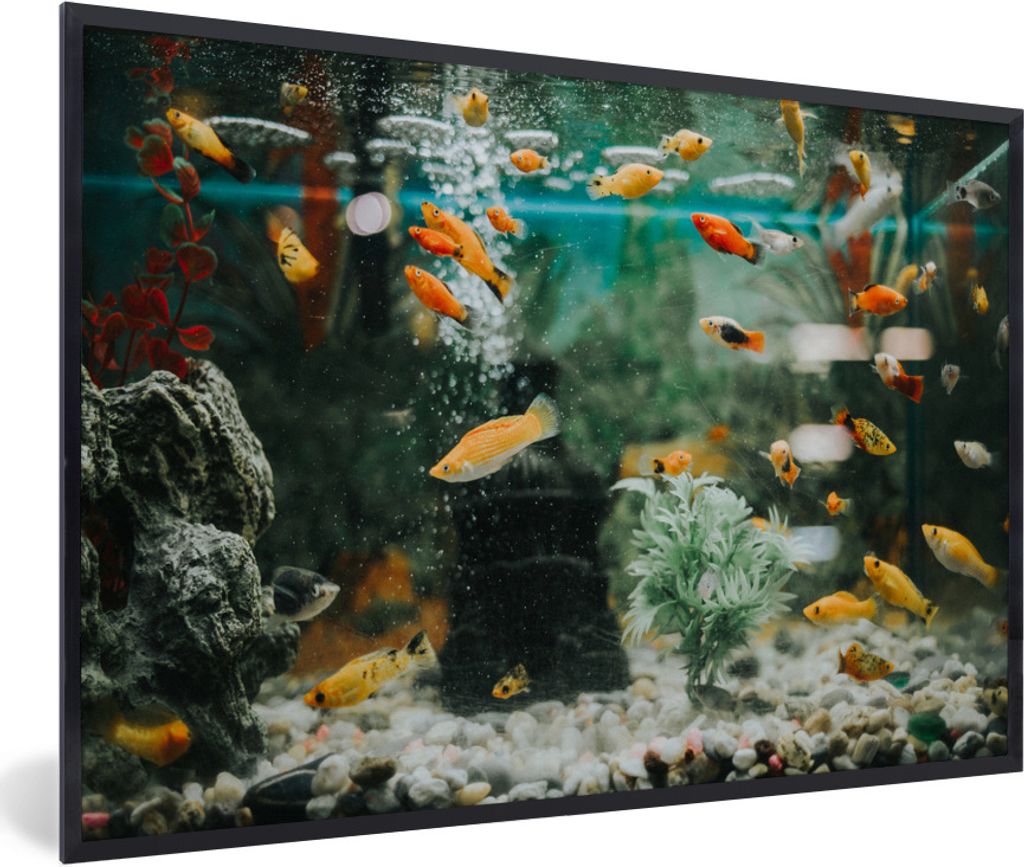 MuchoWow Gerahmtes Poster Kleine Fische in einem Aquarium 60x40 cm - Poster mit Schwarzem Bilderrahmen Wandposter Rahmen Foto Bilder - Printing -...