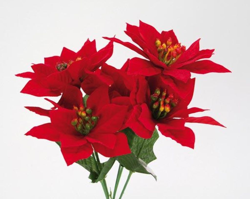 Weihnachtsstern-Strauß SAMT! rot 30x20cm Lieferumfang 12 Stück sortiert