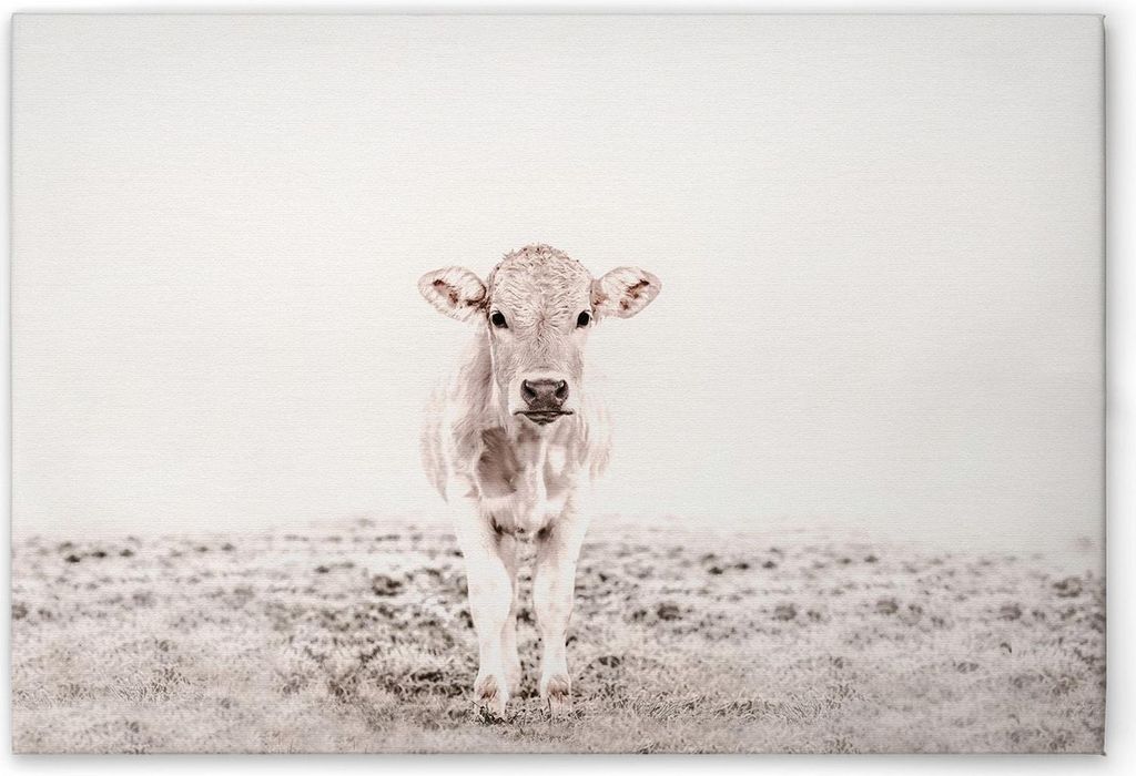 TADESSI Leinwandbild Tiere Kuh Beige Cerme - Wandbild 70 x 50 cm - Kunstdruck auf Leinwand in Weiß Creme - M1-No.51153