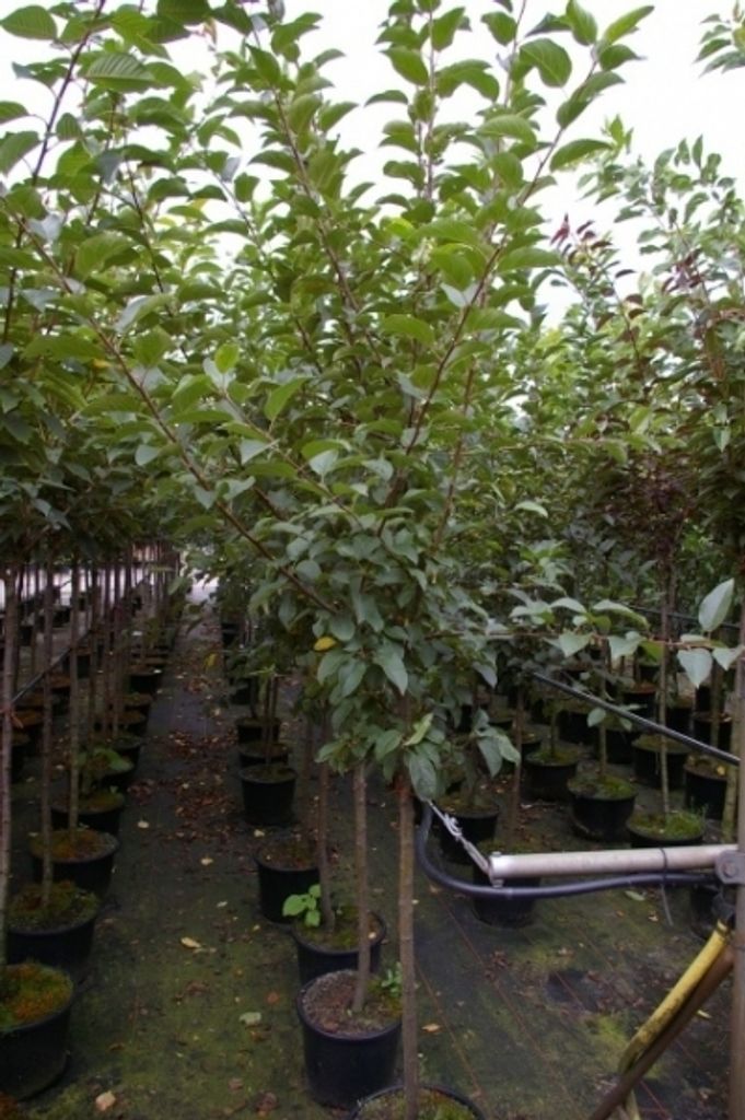 Malus Red Sentinel - Zierapfel Red Sentinel - 120 Produktbild 