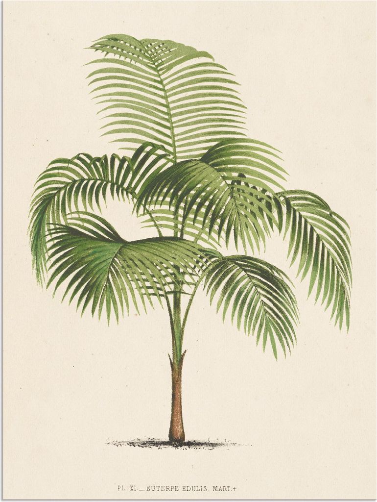 ARTland Wandbild Alu für Innen & Outdoor Palme I Größe: 60x80 cm
