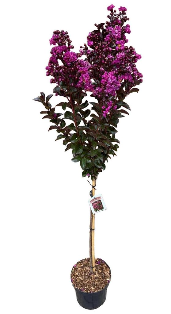 Lagerstroemia indica 'Rhapsody in Blue' – Kreppmyrte Produktbild 