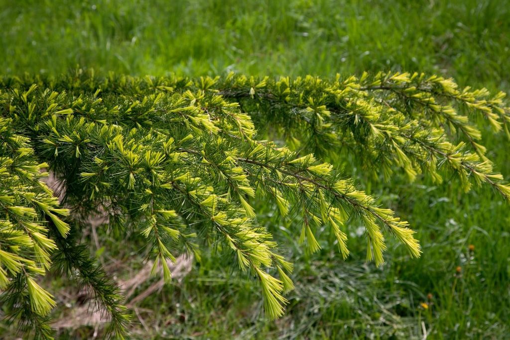 Cedrus deodara 'Golden Horizon', Himalaya-Zeder, goldgelb, 60–70 cm