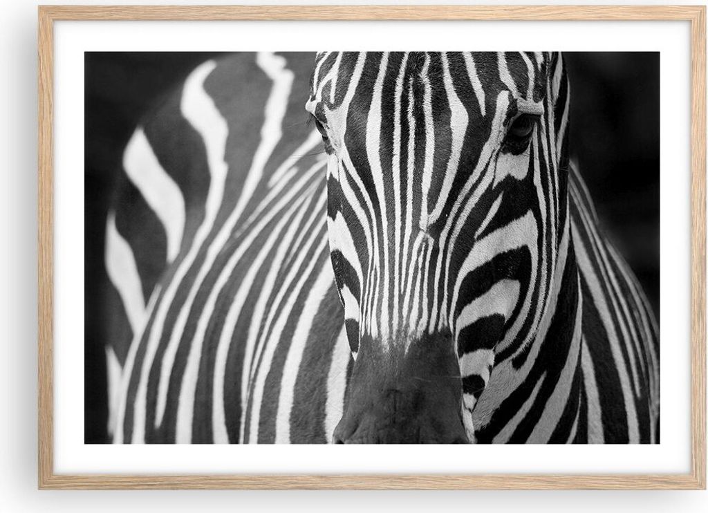 Gerahmtes Poster - Rahmen in heller Eiche - Tiere Zebra gestreift - 70x50 cm - Wand Bild - Wanddeko - Wandbilder - Wandposter - Bilderrahmen - Bild...