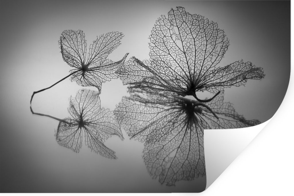 MuchoWow Wandtattoo Wandsticker Wandaufkleber Stilleben - Schwarz - Weiß - Blätter 90x60 cm Selbstklebend und Repositionierbar - Aufkleber