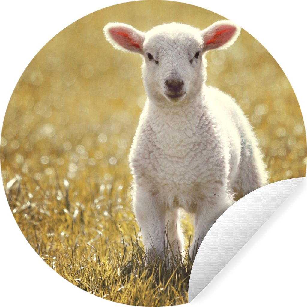 MuchoWow Runde Wandtattoo - Wandsticker Tapete Aufkleber Schafe - Gras - Sonne Ø 30 cm Selbstklebend und Repositionierbar - Wandaufkleber - Krei...