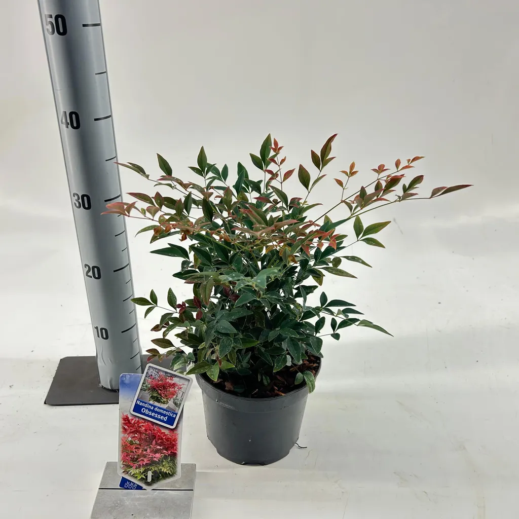 Bambou céleste pour balcon et terrasse : Nandina Obsessed 20-25 cm