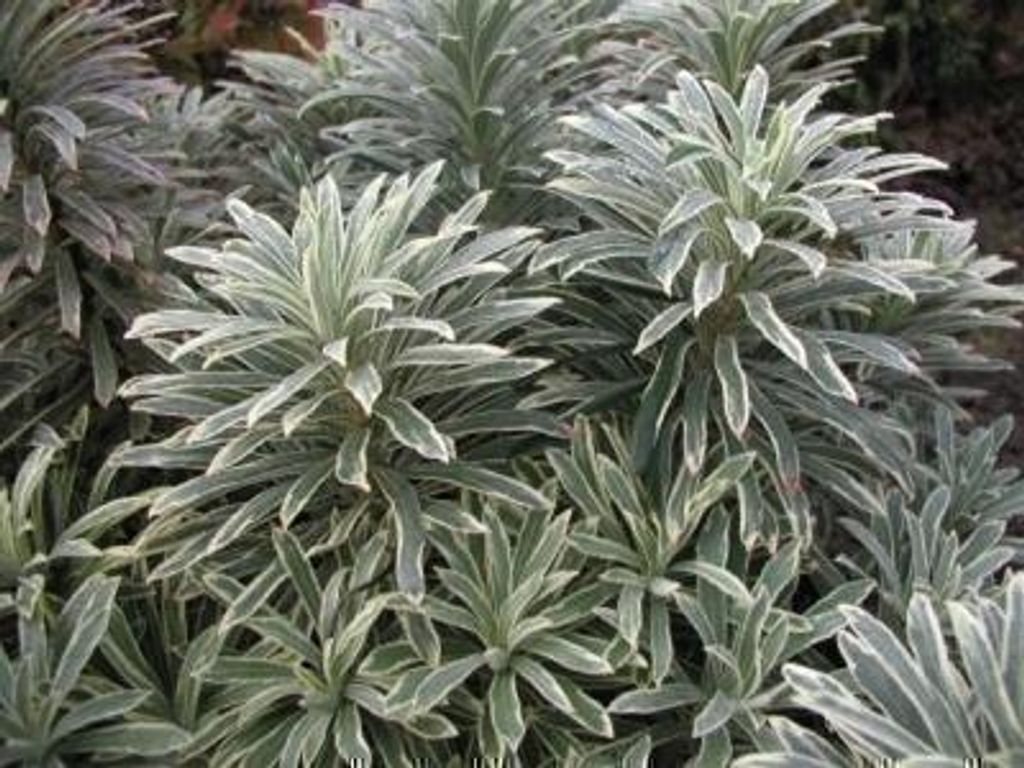 6 x Euphorbia char. 'Silver Swan'® ('wilcott'®) - euphorbe Image du produit 