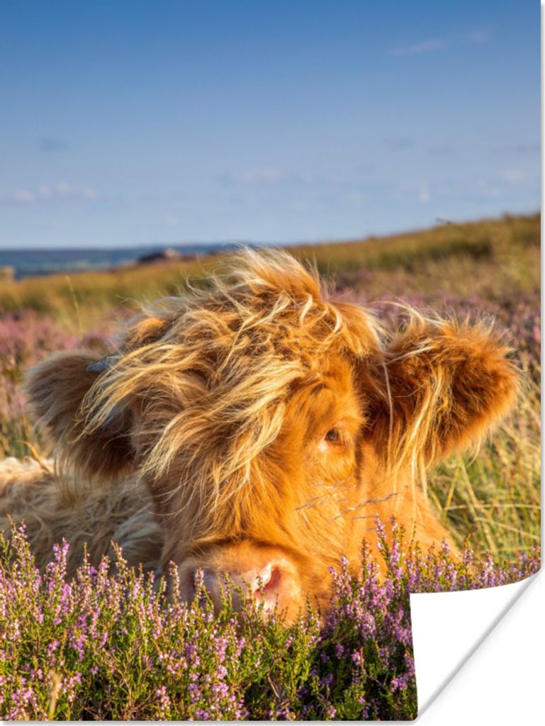 MuchoWow Poster Schottische Highlander - Heide - Gras - Tiere 60x80 cm - Schlafzimmer Dekoration