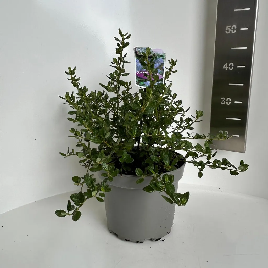 Ceanothus Yankee Point bleu intense - Arbuste persistant hauteur 40-50cm