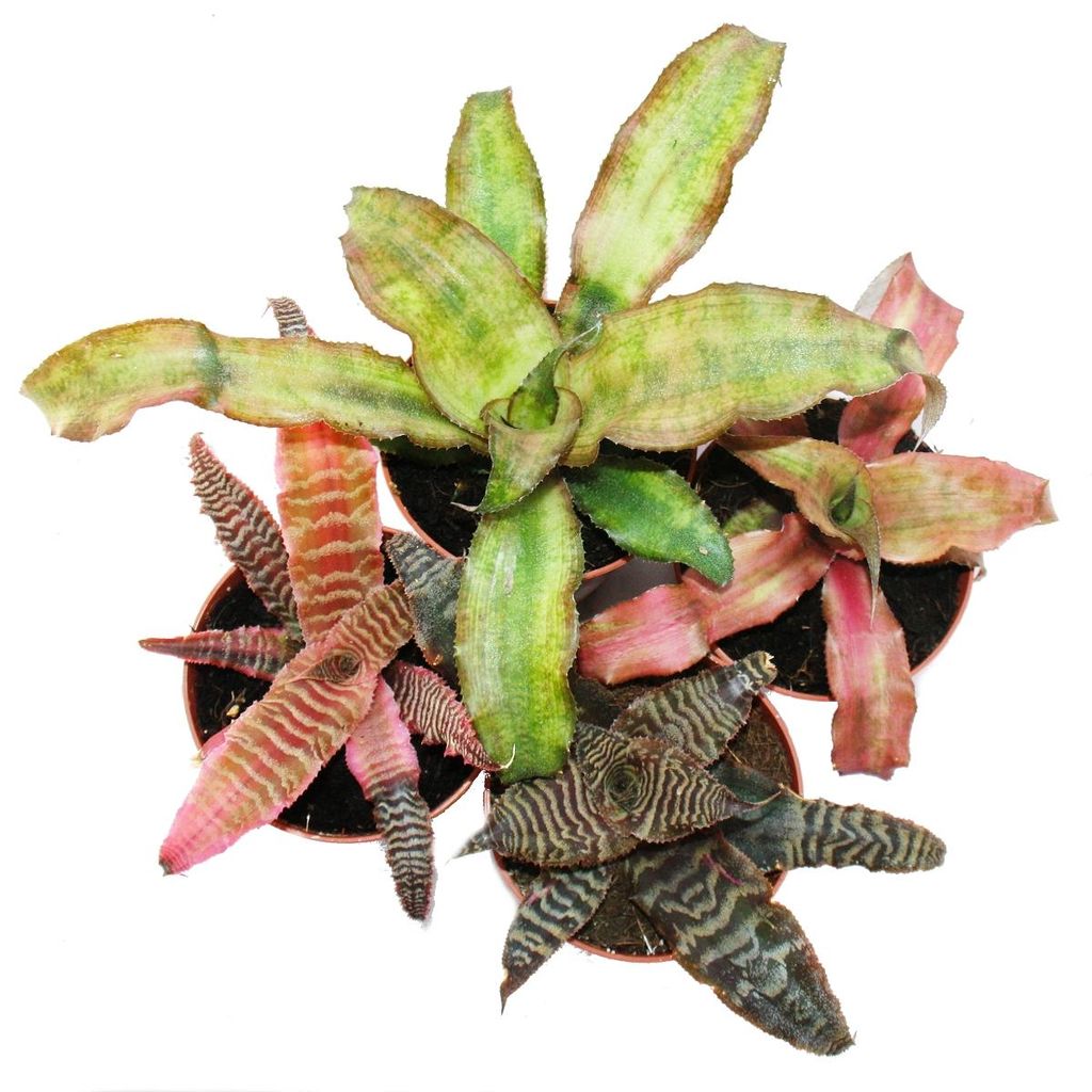 4er Set Erdbromelie - Cryptanthus - buntlaubige Pflanze - Produktbild 