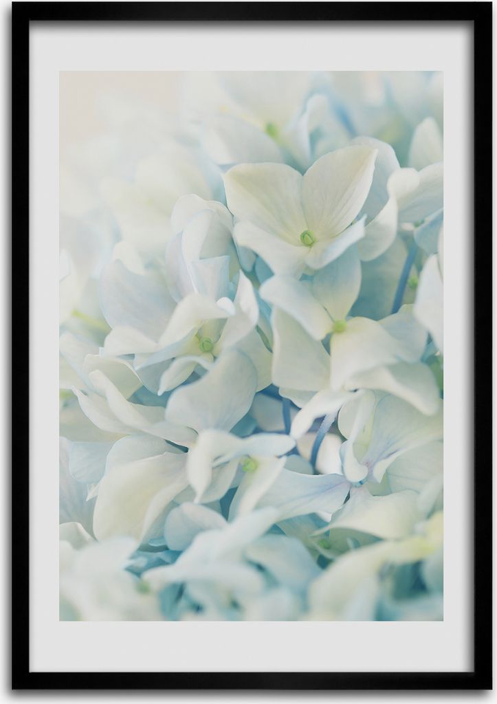 Bild - Bilderrahmen - Foto - 70 cm x 100 cm - MDF - Rahmen - Wandkunst - Hortensie Blume