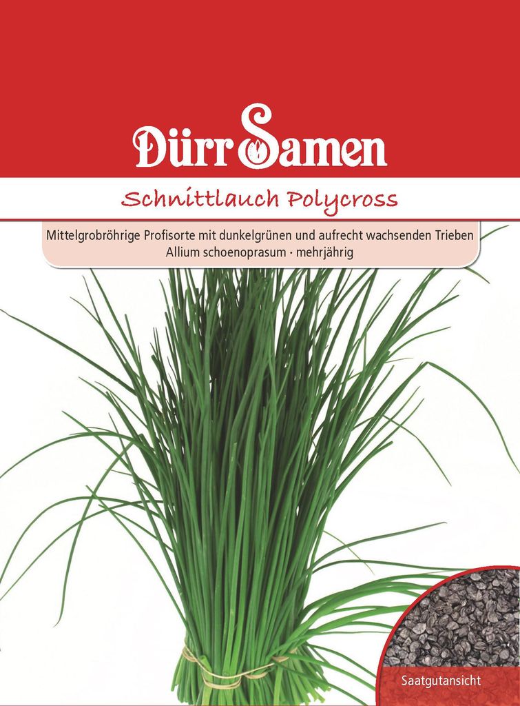 Schnittlauch Polycross | Schnittlauchsamen von Dürr Samen Produktbild 