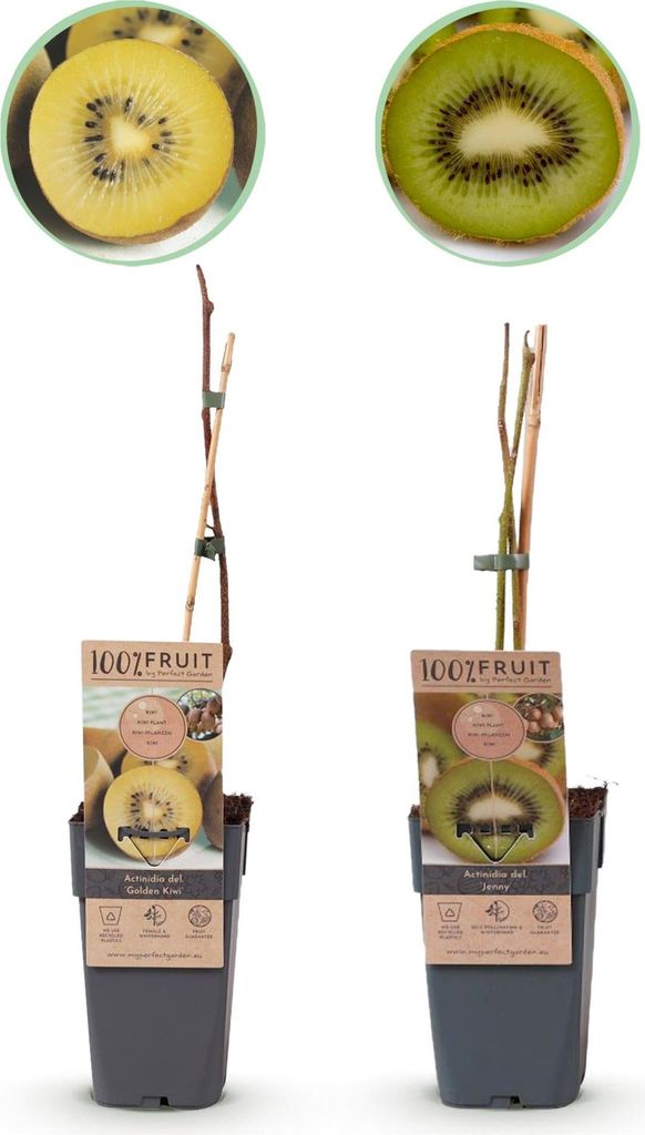 GreenboutiQ - Obstpflanze - Grüne & Gelbe Kiwi - Actinidia Produktbild 