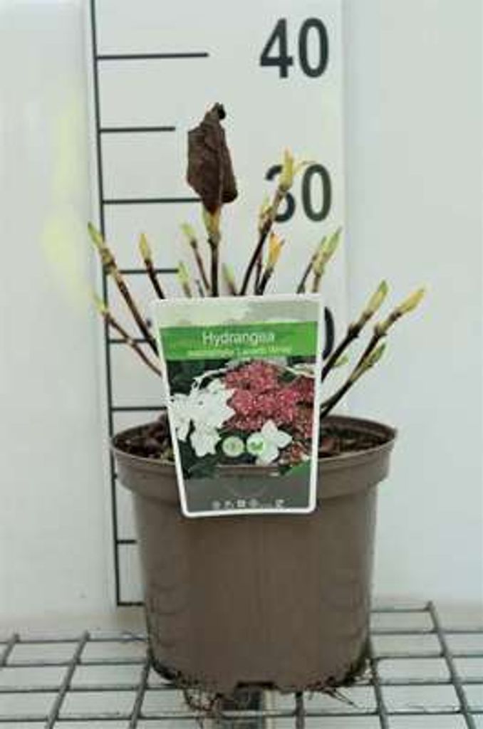 Hydrangea macr. 'Lanarth White' - Hortensien 25- 30 cm Container