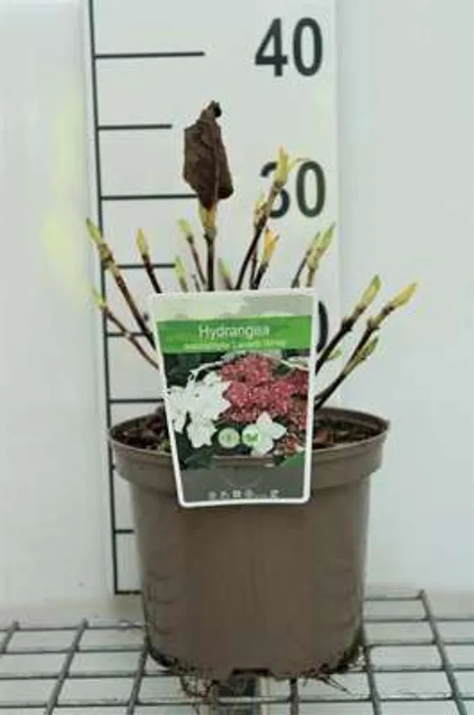 Hortensia Lanarth White pour terrasse et ombre - Plant vigoureux 30 cm