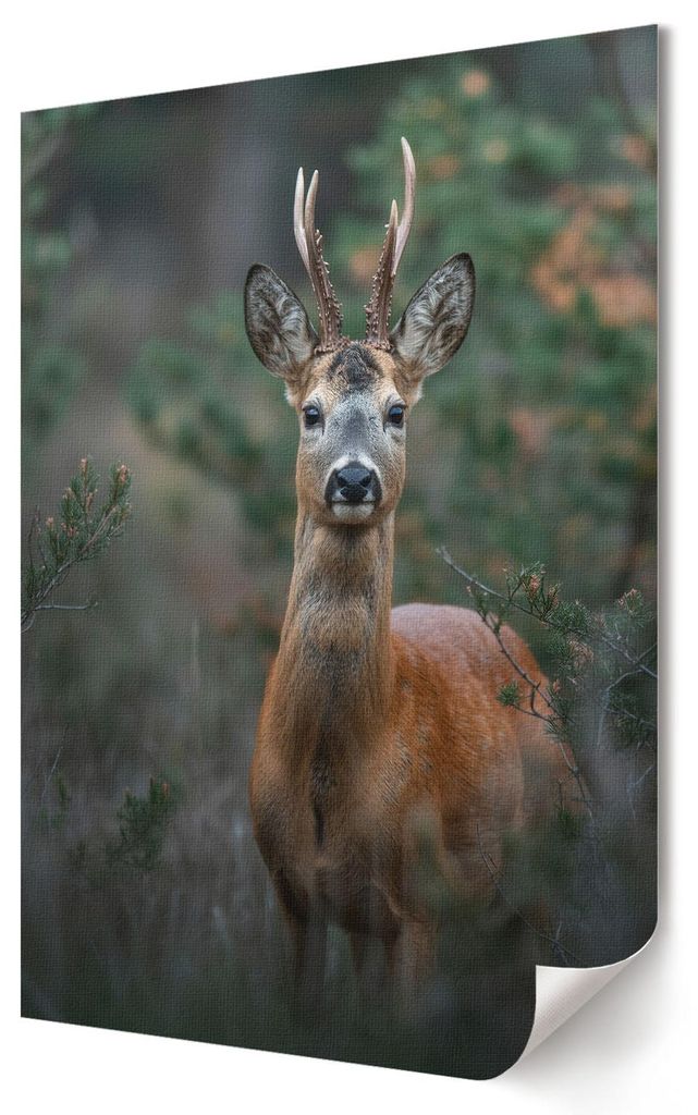 Hirsche im Wald- Kunstdruck A4 - Klassisch, rustikal- Wandbild für Wohnzimmer Schlafzimmer & Flur, Modernes Poster Wanddeko, Ungerahmt