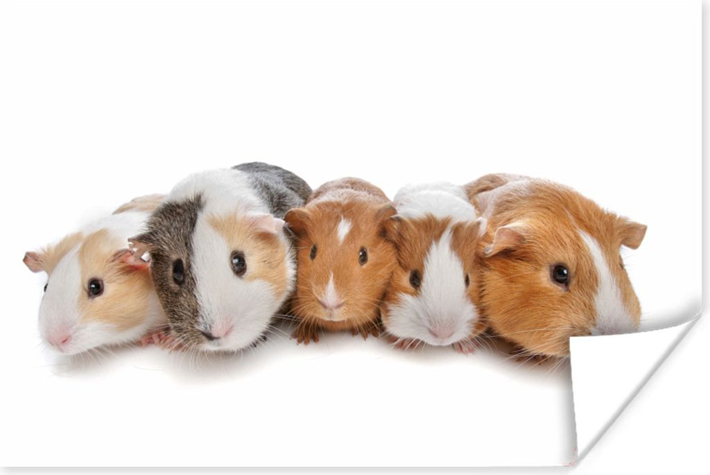MuchoWow Poster Fünf Meerschweinchen 90x60 cm - Schlafzimmer