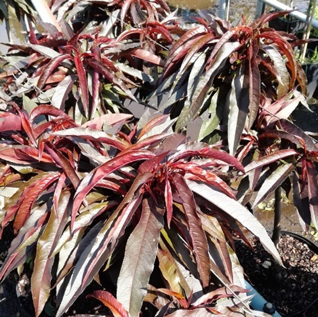 Zwergpfirsich `Crimson Bonfire´ Pfirschbaum Produktbild 