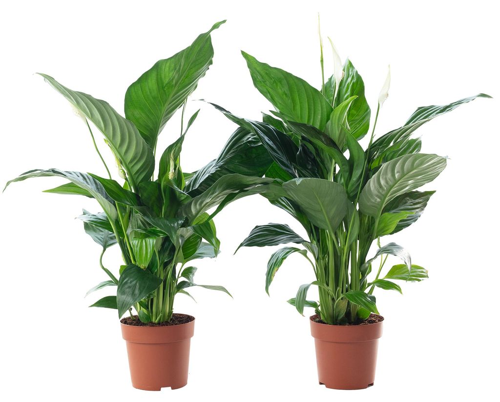 2er-Set Einblatt 3-5 Blüten/Knospen - pflegeleichte Zimmerpflanze, Spathiphyllum - Höhe ca. 50 cm, Topf-Ø 13 cm
