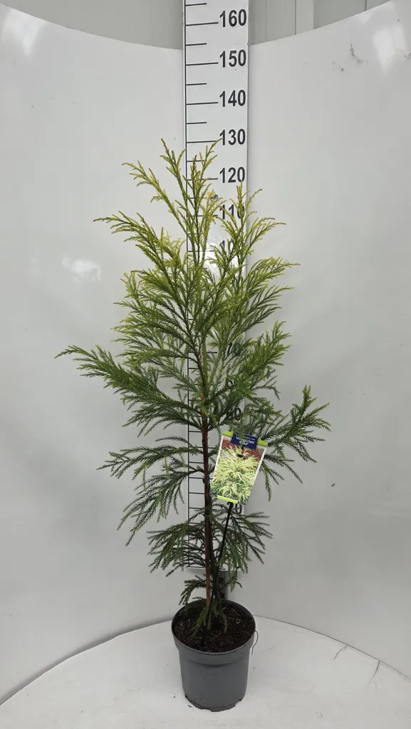 Conifère d'ornement Cryptomeria Hungarian Gold - Séquoia doré 120 cm