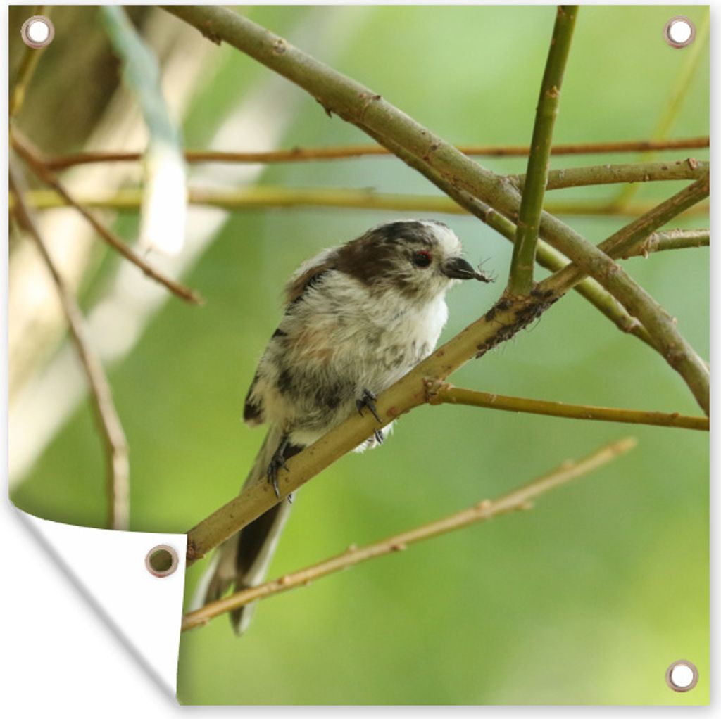 MuchoWow 100x100 cm Outdoor-Poster Gartendeko Sichtschutz Garten Poster für den Garten Vogel zwischen den Zweigen