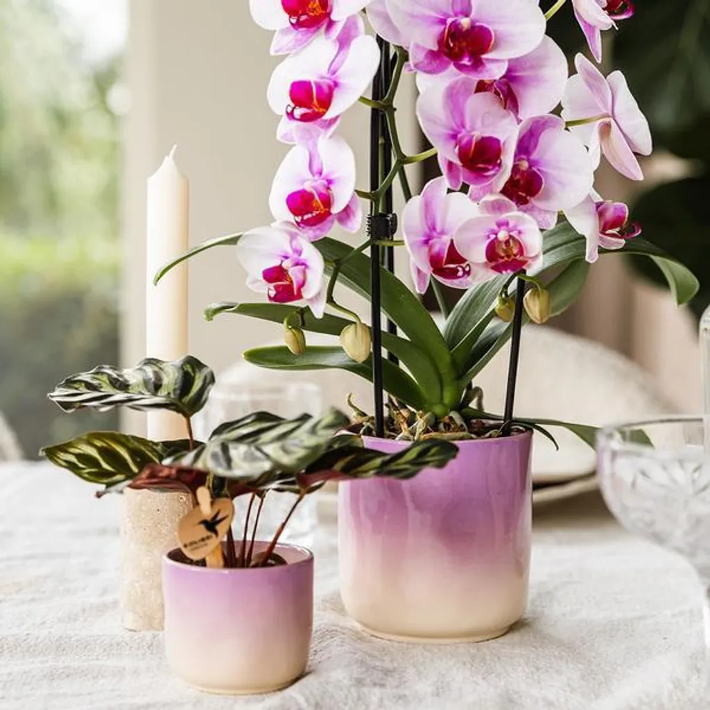 Cache-pot Étanche en Céramique Rose - Protégez vos Meubles avec Style - 9