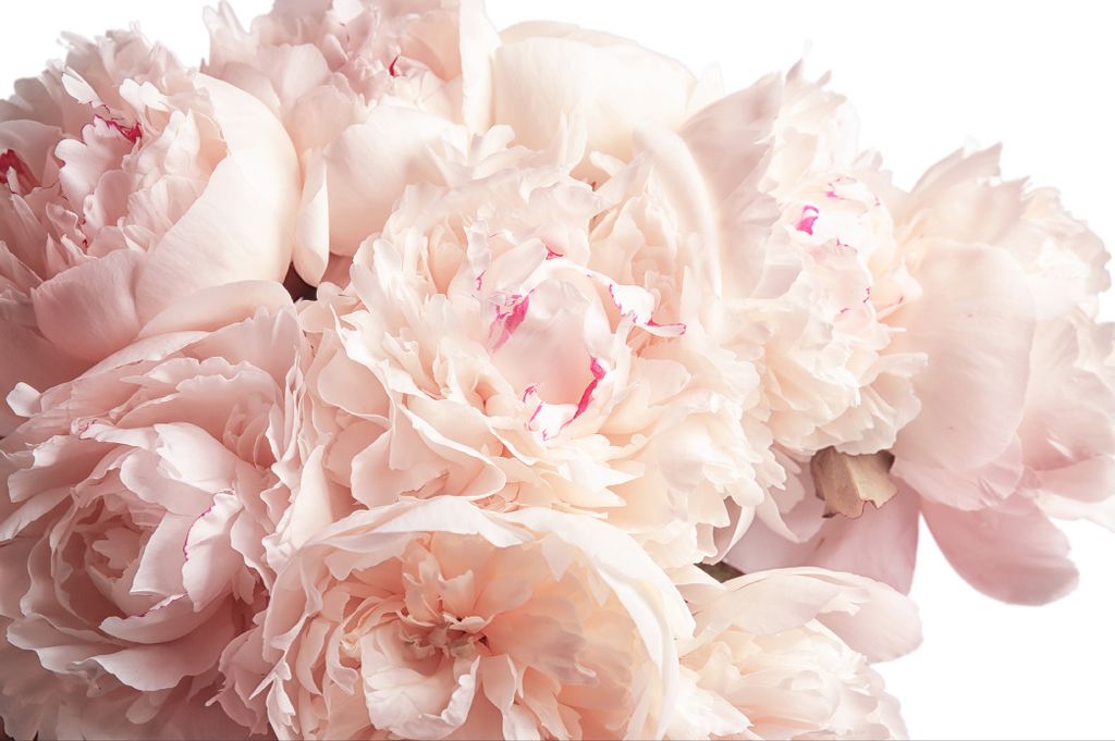 Muralo Fototapete Blumen 312 (B) x 219 (H) cm Vlies Tapete Wandtapeten Pfingstrosen Optik Wohnzimmer Schlafzimmer moderne Wandbilder XXL Pflanzen N...