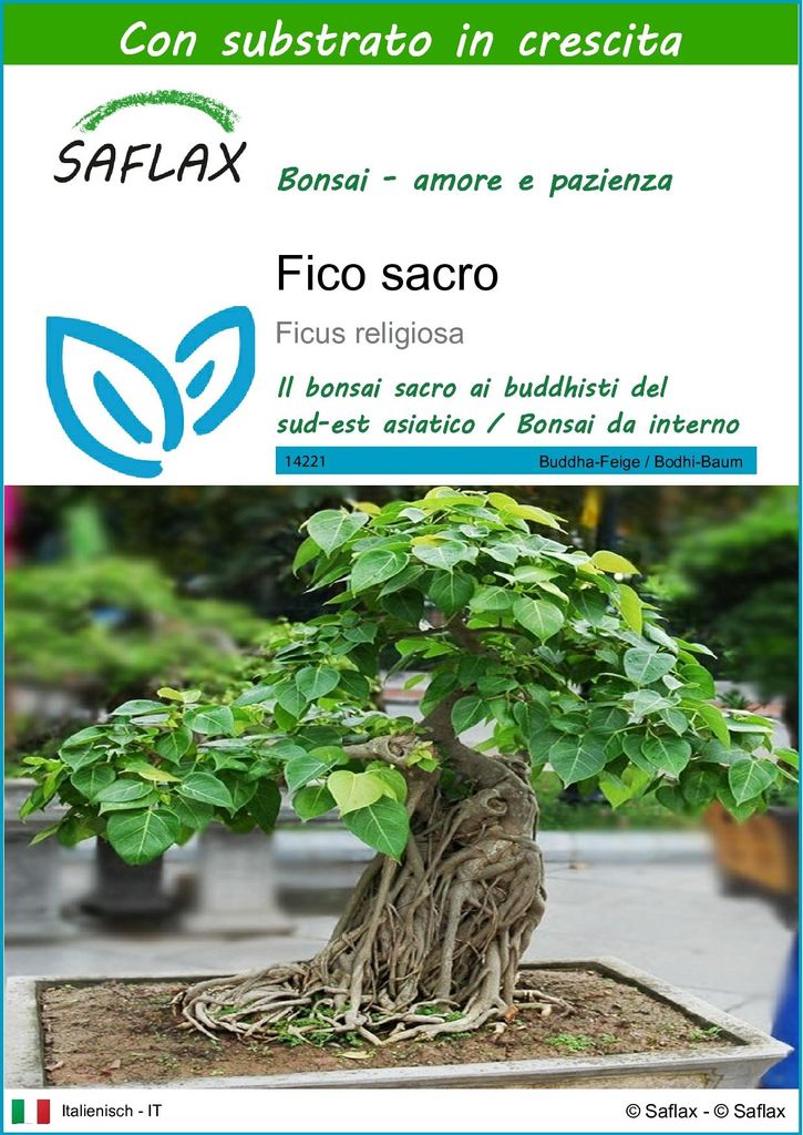 SAFLAX  - Fico sacro - 100 semi - Con substrato - Ficus Immagine del prodotto 