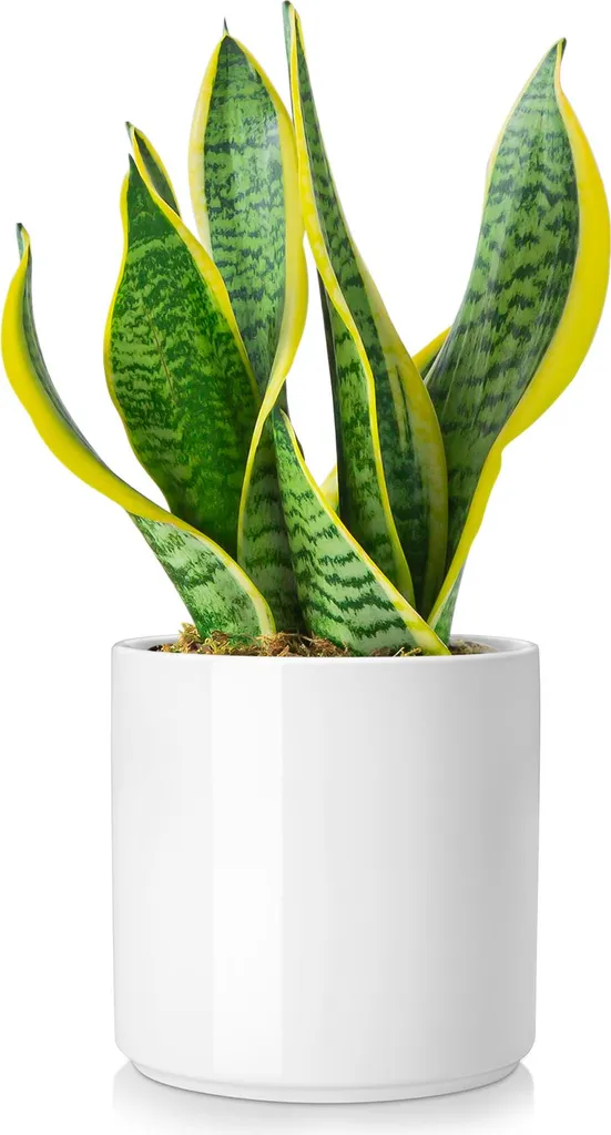 Pot de Fleurs Blanc vancasso, Design Rond et Moderne en Faïence Noble