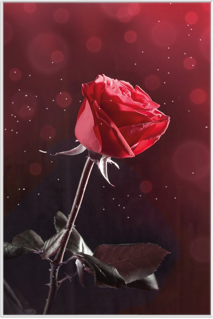 Wallario Wandbild Rote Rose Single, Größe: 61 x 91,50 cm, Poster mit weißem Aluminiumrahmen