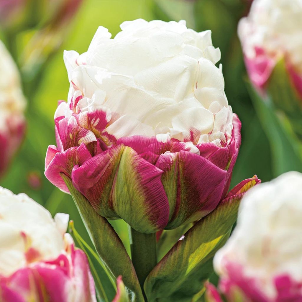 Tulpen Blumenzwiebeln Zwiebeln Blumen Eistulpe Gefüllte Produktbild 