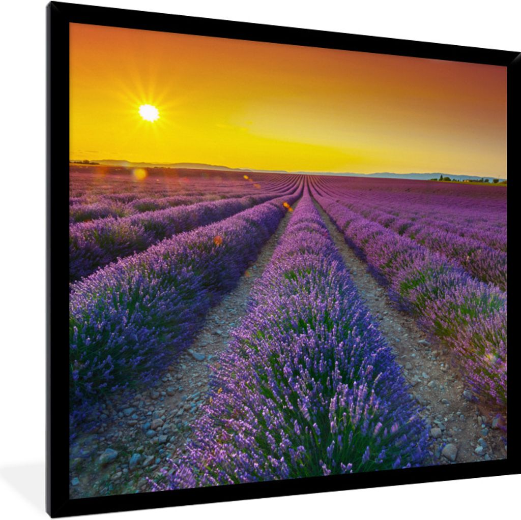 MuchoWow Gerahmtes Poster Oranger Sonnenuntergang über einem Feld voller Lavendel 40x40 cm - Poster mit Schwarzem Bilderrahmen Wandposter Rahmen...