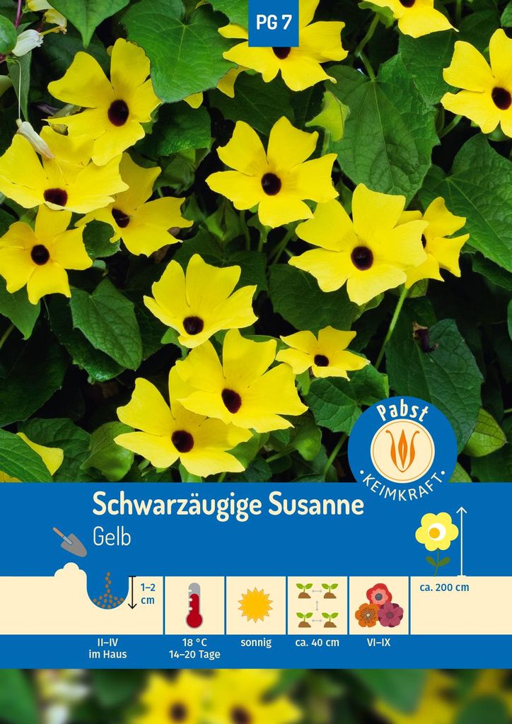 Artikelbild 1 von 'Schwarzäugige Susanne' aus der Kategorie Schwarzäugige Susanne Samen