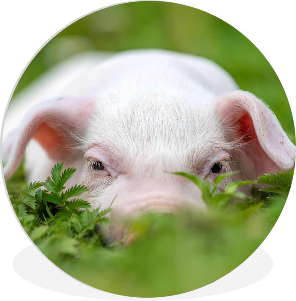 MuchoWow Rundes Wandbild - Runde Bilder Schwein - Tiere - Groß Ø 30 cm Kreis Wanddekoration Kunststoff - Wandkreis - Wandschmuck - Schlafzimmer...