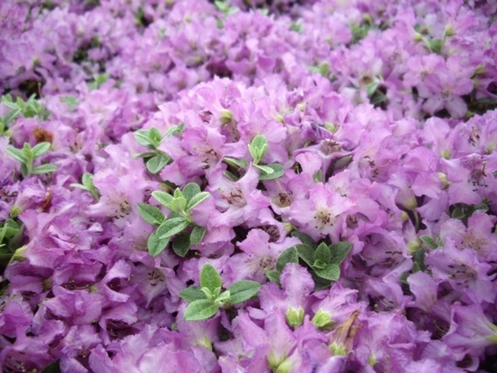Rhododendron / Alpenrose Radistrotum - Rhododendron Radistrotum 20-25cm