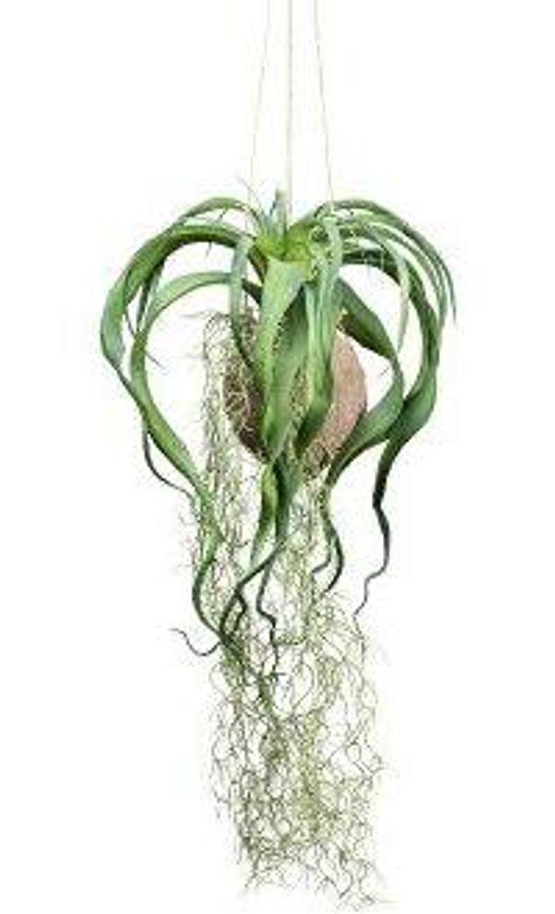 artplants.de Deko Tillandsien Blumenampel GRISPU in Kokosnuss, grün, 65cm - Künstliches Gesteck