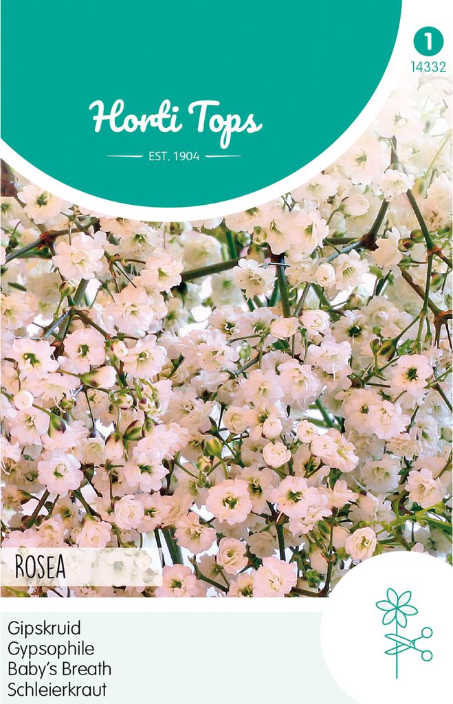 Schleierkraut Rosa | Blumensamen von Hortitops